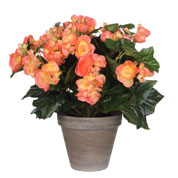 Planta Artificial - Begonia color Salmn - MICA